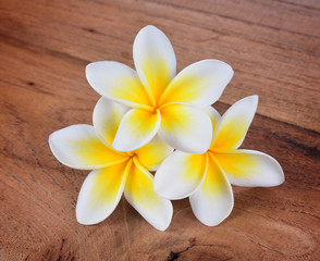 frangipani flower on a wooden background