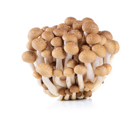 Fototapeta na wymiar brown beech mushroom isolated on white background