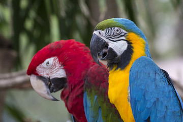 Couple of the colorful macaw