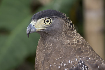Graceful hawk looking for his prey
