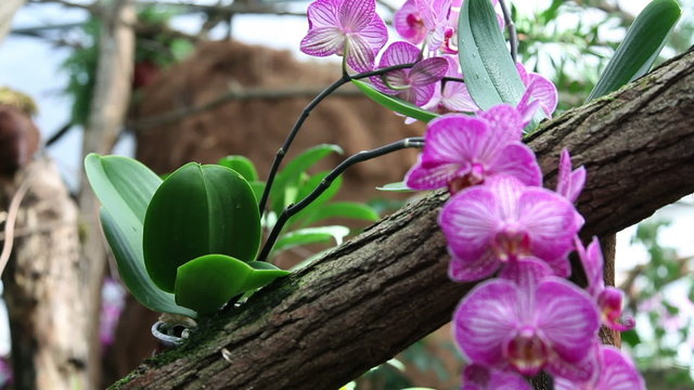Pan shot of a group of pink orchids