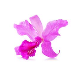 beautiful Purple orchids on white background