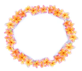 Crédence de cuisine en verre imprimé Frangipanier colorful plumeria flower