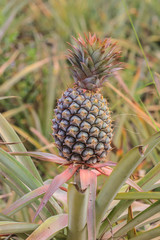 Pineapple tropical fruit