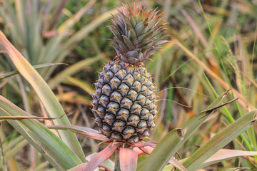 Obraz premium Pineapple tropical fruit