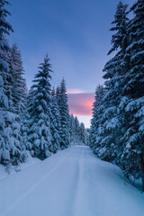 Way through snowy forest at dawn