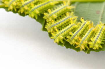 Naklejka premium Row of caterpillar eating leaf.