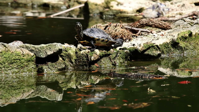 Shot of the turtle walking on the rock