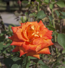 Blooming rose
