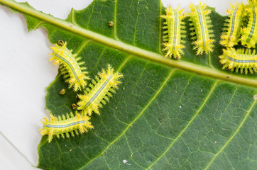 Row of caterpillar eating leaf.