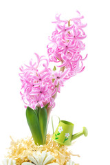 pink hyacinth in decorated flower pot, close-up, isolated