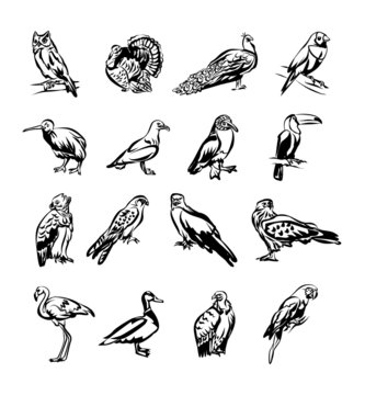 Birds vector black doodle icon set