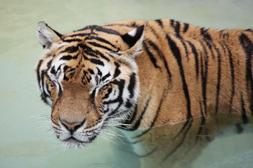 Fototapeta na wymiar Picture of a beautiful tiger in the water
