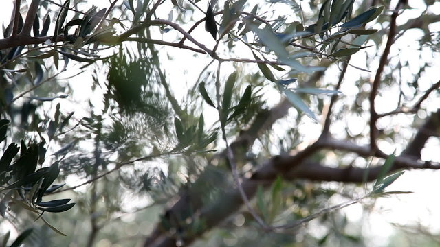Close upPan shot of the olive tree with changing focus