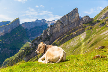Fototapeta na wymiar Cow lying on the grass