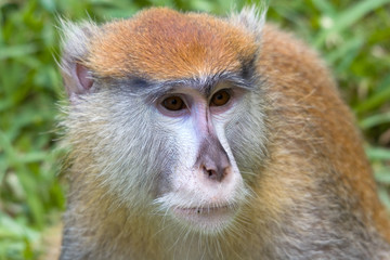 Macaque monkey thinking