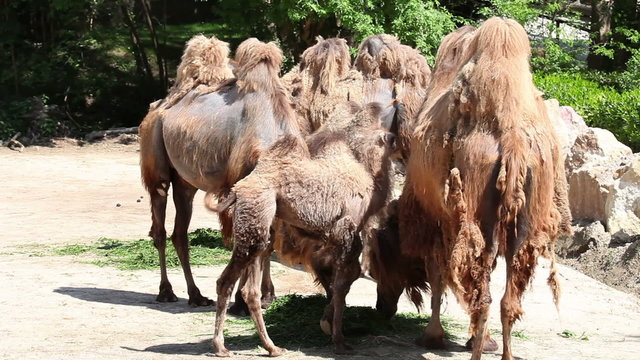 Camels standing and eating while baby camels come along

