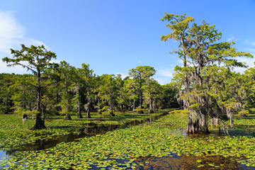 Fototapeta na wymiar Cypress trees at Caddo Lake, Texas