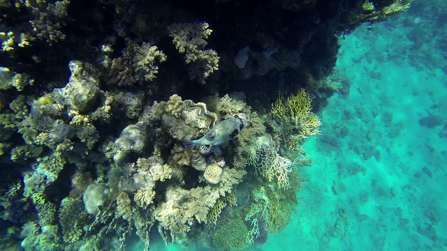 Ugly fish slowly swimming next to corals in sea
