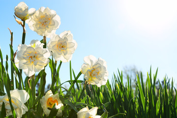 Fototapeta premium Narcissus flowers