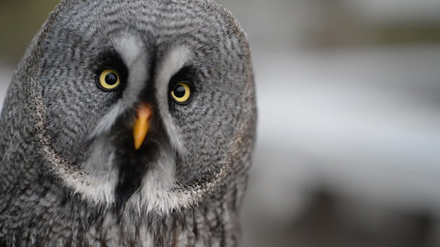 Ural owl looking at the camera