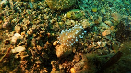 Nudibranco