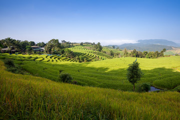 Fototapeta na wymiar Green Terraced Rice Field at Ban Pa Bong Peay in Chiangmai, Thai