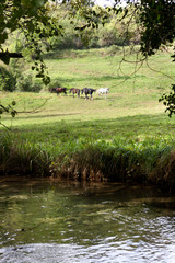 horses on a meadow