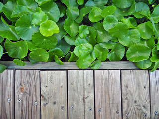 Wood Walkway and Asiatic Pennywort, Centella Asiatica - 77447237
