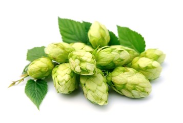 Fototapeta premium Blossoming hop