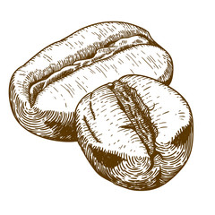 engraving antique illustration of two coffee beans