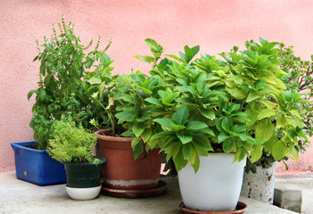 Mix of herbs in the pot