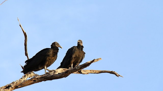Black Vultures 3