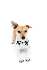 kleiner Hund mit Fliege