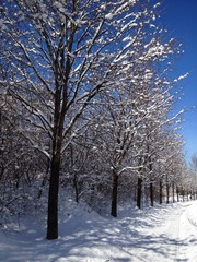 weg mit bäumen im winter