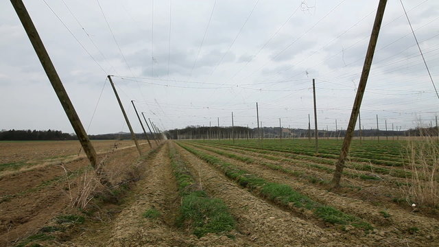Shot of an abandoned field for hops where now grass is growing