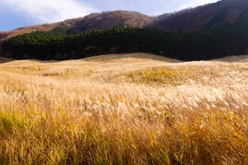 ススキ野