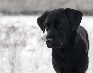 black labrador puppy