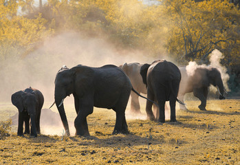 Herd of african elephants in mystic light