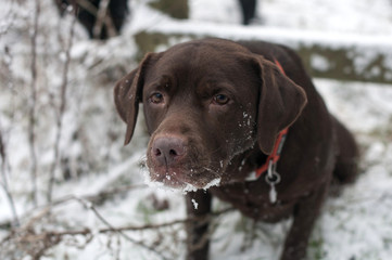 squeezing under the gate
