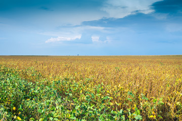 soybean fields