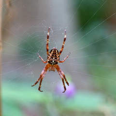 Spinne im Netz