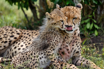 Naklejka na ściany i meble Cheetah mother Malaika licked her cub in Masai Mara