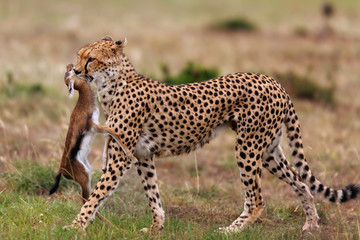 Cheetah female has chased a Thomson's Gazelle