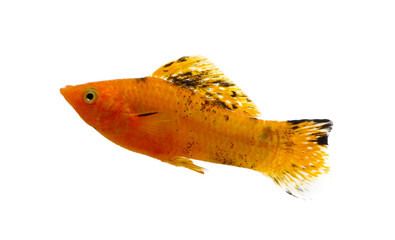 Molly fish isolated on white background