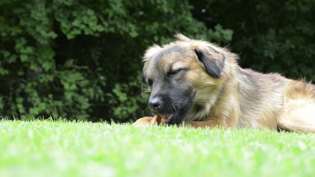 Hund mit Knochen