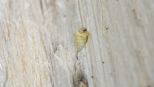 Holzwurm