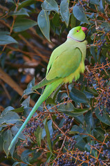 pappagallino indiano nella foresta