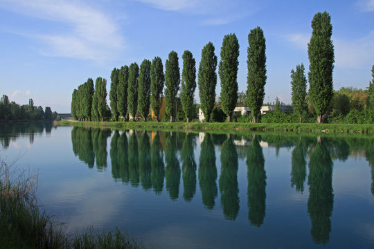 Pioppi sul fiume Mincio