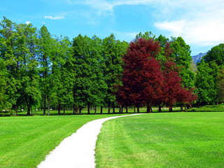 Fototapeta na wymiar Path win green ark with a red tree